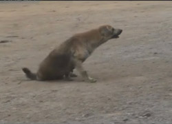 Sokak Köpeğinden Oscar'lık Hareket