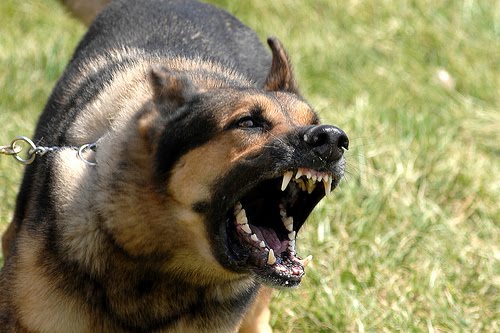 Aç köpekler sahibini yedi
