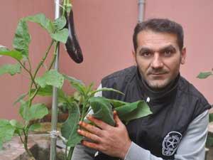 Ağaç kökünden patlıcan yetiştirdi
