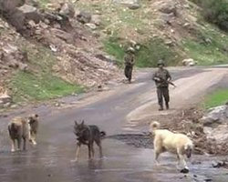 Şehitlerin kimlikleri belirlendi!