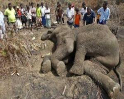 Çeltik tarlasındaki fil vuruldu