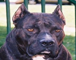 ABD'de Pitbull Dehşeti