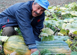45 kilogramlık bal kabağı şaşırtıyor