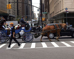 New York'ta eşcinsellere serbestlik