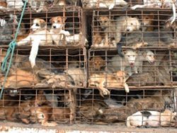 200 köpek kesilmekten böyle kurtuldu