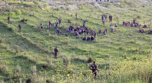 Suriye 'göç'üyor: 3 bin kişi geldi