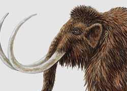 Fransada Mamut İskeleti Bulundu