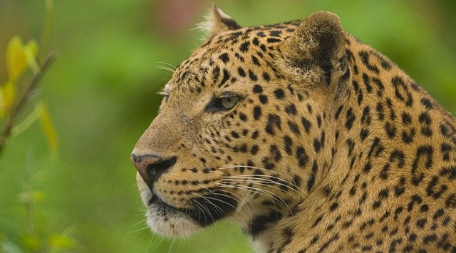 Nepalde Leopar Dehşeti!