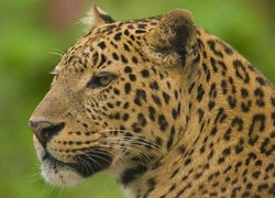 Nepalde Leopar Dehşeti!