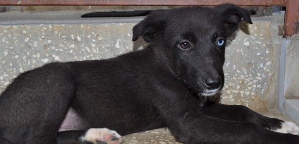 Bu köpeğin gözleri Van kedisi gibi...