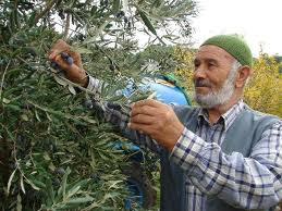 Manavgat'ta zeytin yetiştiriciliği 5 yıl içinde 4 kat arttı