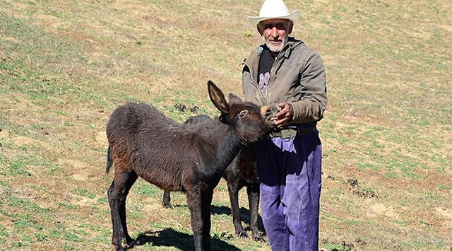 O eşekler başına dert oldu