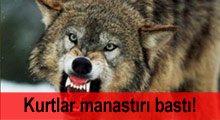 Kurtlar manastırı bastı!