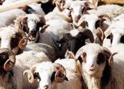 Kurbanlıklara bunları yapana ceza yağacak