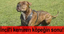 İncil'i kemiren köpeğin sonu!
