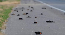 Toplu kuş ölümlerinin ilginç nedeni!!!