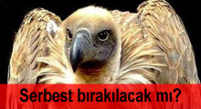 "Casus akbaba" serbest bırakılacak mı?