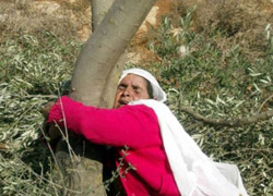 İsrail ağaçları da katlediyor!