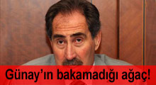 Bakan Günay'ın bakamadığı ağaç!