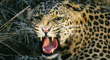 Leopar saldırısı: 7 köylü yaralandı!