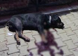 Tunceli'de 'köpek' gerginliği