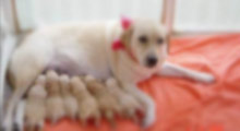 Almanya'da bir köpeğin 17 yavrusu oldu