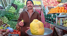 Karpuz kadar limon yetiştirdi!