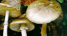 Mantar zehirlenmelerine karşı dikkat
