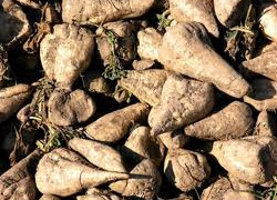 'Pancar üretiminde Avrupa ve ABD'yi geride bıraktık'