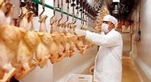 Rusya tavuk ithal kotasını yarıya indirdi