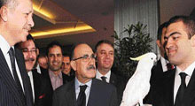 Papağandan Erdoğan'a inat!