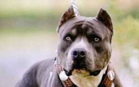 Pitbullun saldırdığı çocuk, yaralı kurtuldu