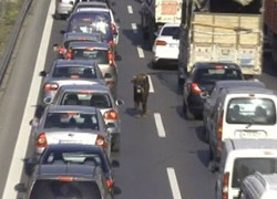 Kurbanlık boğa E-5'i birbirine kattı