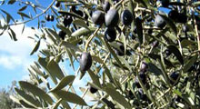 Mut'ta zeytin hasadı başladı