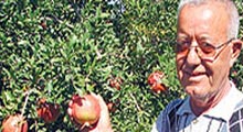 Çiftçinin yeni gözdesi Hicaz narı