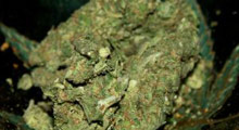 105 ton marihuana ele geçirildi!