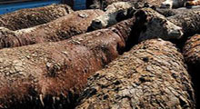 İthal 'Angus'lar Adana'yı isyan ettirdi