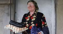 Altın tavuklar 'para' yumurtluyor!