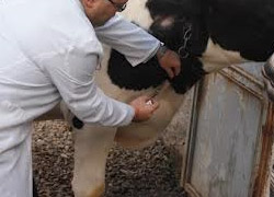 Şap hastalığına karşı 19 ilde aşılama başlatıldı