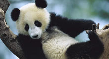 Ödünç alınan panda öldü ceza yolda