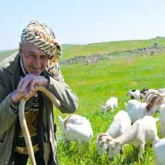 Koyun üreticilerinin yüzü güldü