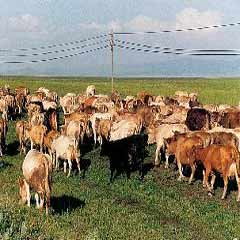 Angus ve Herefordlar geliyor