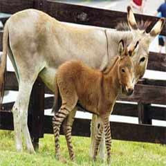 Ne eşek ne de zebra