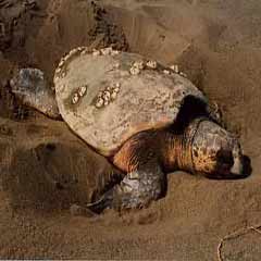 Caretta caretta ameliyat edildi