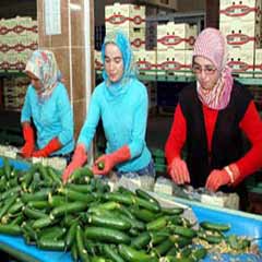 İhracat 1 milyar doları aştı