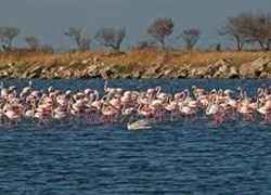 Başbakan'ın talimatıyla İzmir Kuş Cenneti millî park oluyor