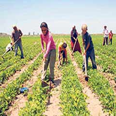 Tatil yerine tarlaların yolunu tuttular