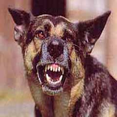 Anne sigara içerken bebeğini köpek parçaladı