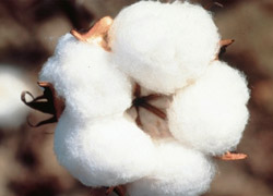 Pamuğun geleceği Söke'de konuşuldu