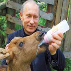 Putin biberonla buzağı besledi